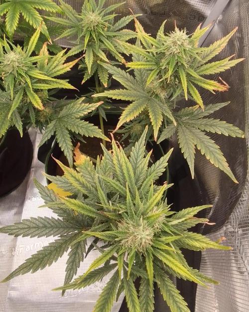 Gorilla with Z on Mars. Week 8 - Day 56