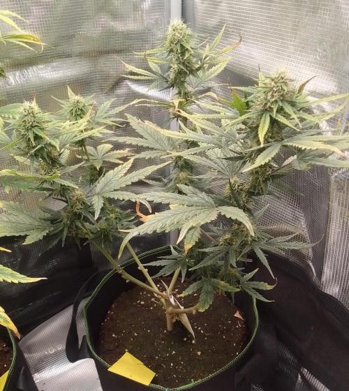 Gorilla with Z on Mars. Week 8 - Day 56