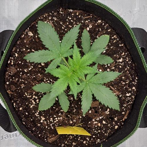 A tropical twist on Venus. Week 3 - Day 15