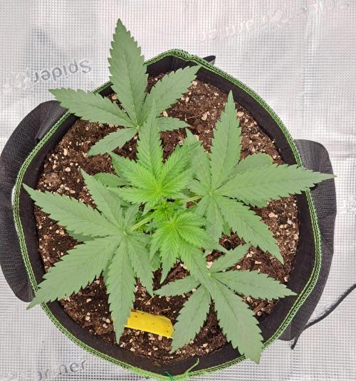 A tropical twist on Venus. Week 3 - Day 18