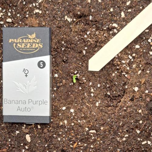 Purple Bananas spotted on Mars. Week 0 - Day 0
