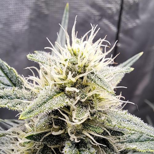Studio 54 Stardust Auto. Week 7