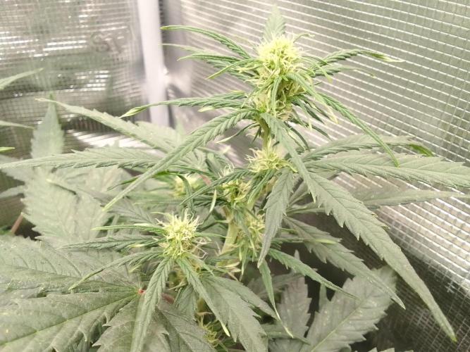Permanent Marker XL Auto®. Week 6