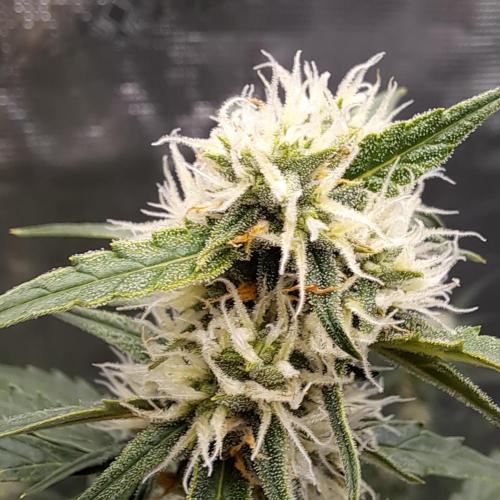 Break-Up Cake Auto. Week 7