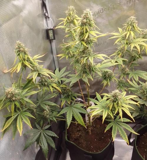 Are there Northern Lights on Mars?. Week 10 - Day 64
