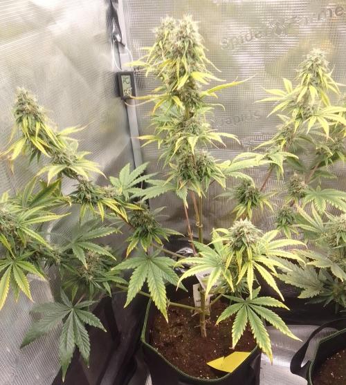 Are there Northern Lights on Mars?. Week 10 - Day 65