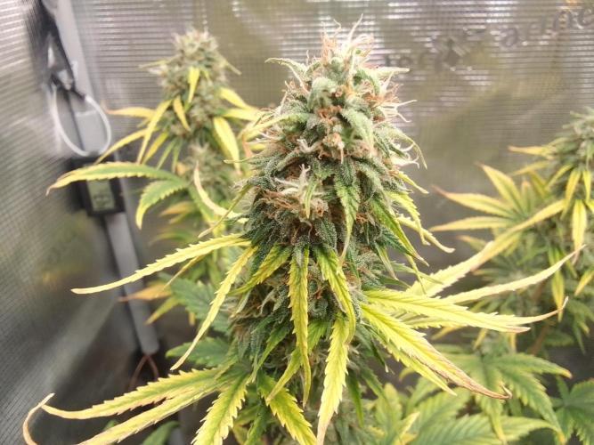 Are there Northern Lights on Mars?. Week 10 - Day 65