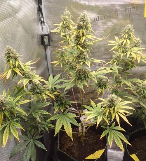 Are there Northern Lights on Mars?. Week 10 - Day 66