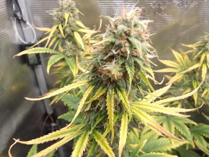 Are there Northern Lights on Mars?. Week 10 - Day 66