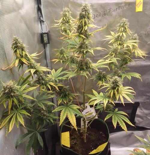Are there Northern Lights on Mars?. Week 10 - Day 67