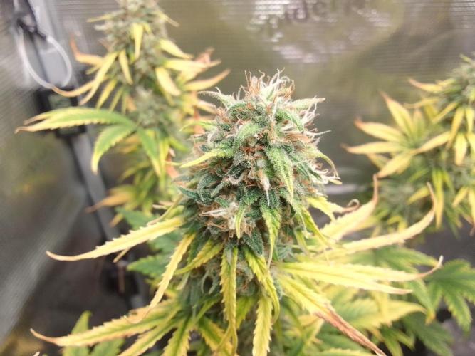 Are there Northern Lights on Mars?. Week 10 - Day 67