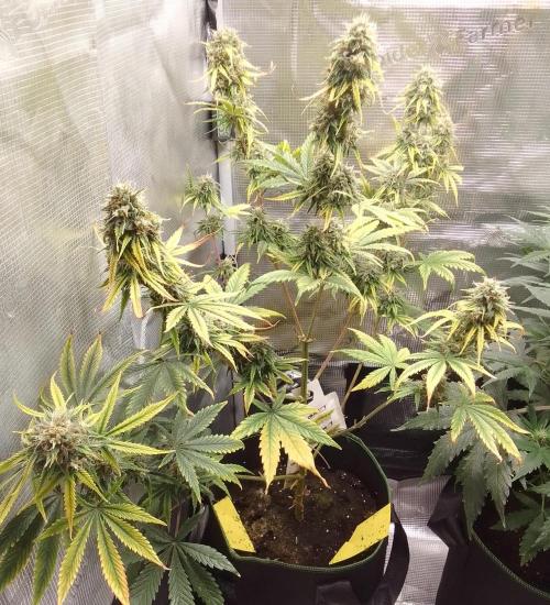 Are there Northern Lights on Mars?. Week 10 - Day 68
