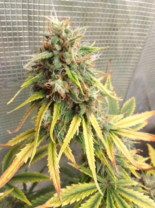 Are there Northern Lights on Mars?. Week 10 - Day 68