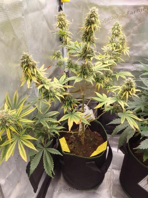 Are there Northern Lights on Mars?. Week 10 - Day 69