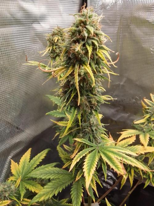 Are there Northern Lights on Mars?. Week 10 - Day 70