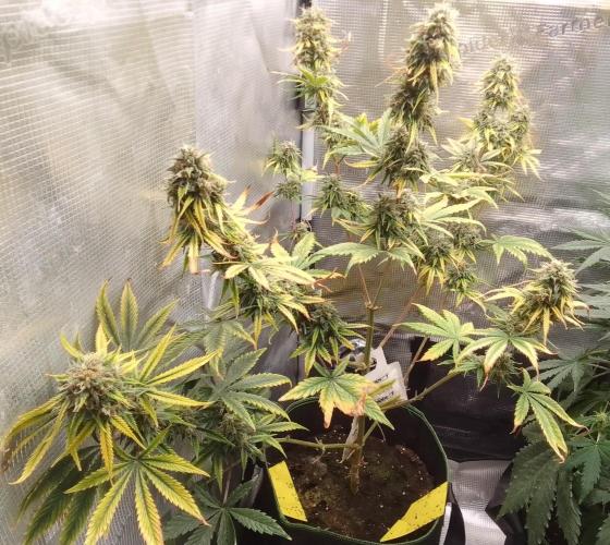 Are there Northern Lights on Mars?. Week 10 - Day 70