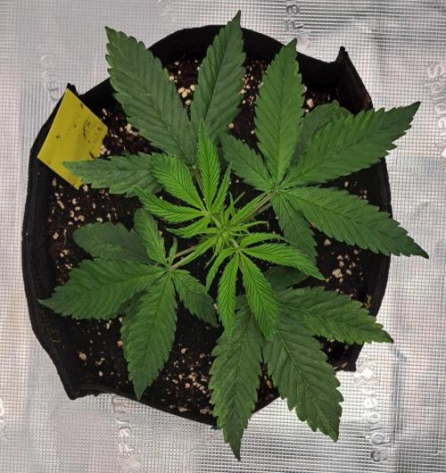 Red Velvet on Venus. Week 4 - Day 22
