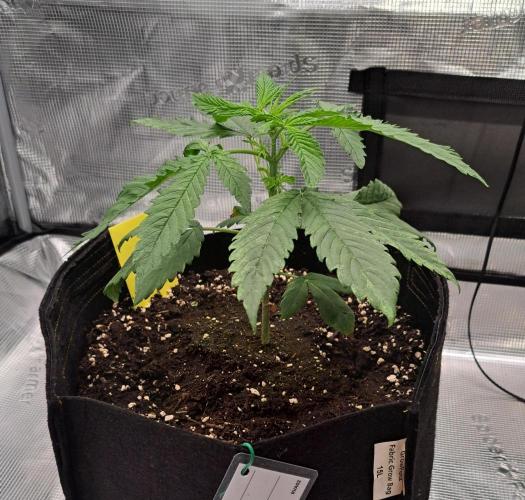 Red Velvet on Venus. Week 4 - Day 22