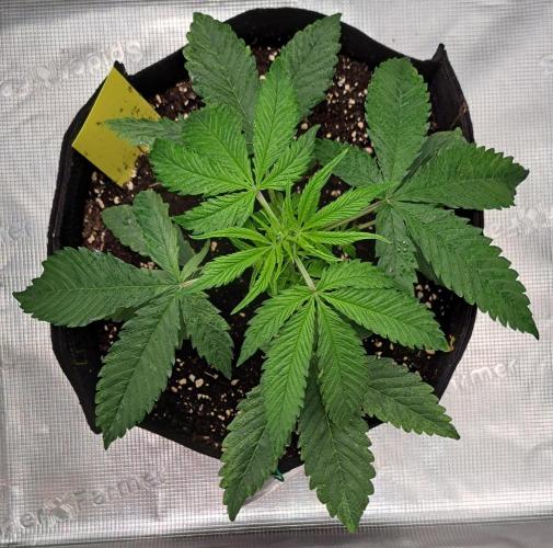 Red Velvet on Venus. Week 4 - Day 23