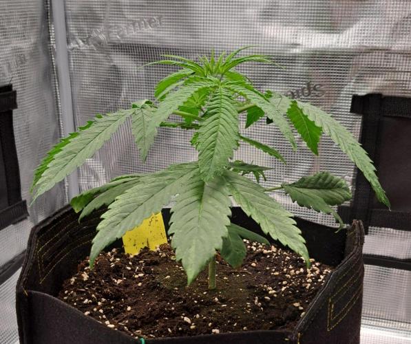 Red Velvet on Venus. Week 4 - Day 23