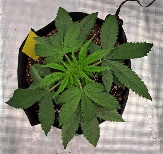 Red Velvet on Venus. Week 4 - Day 24