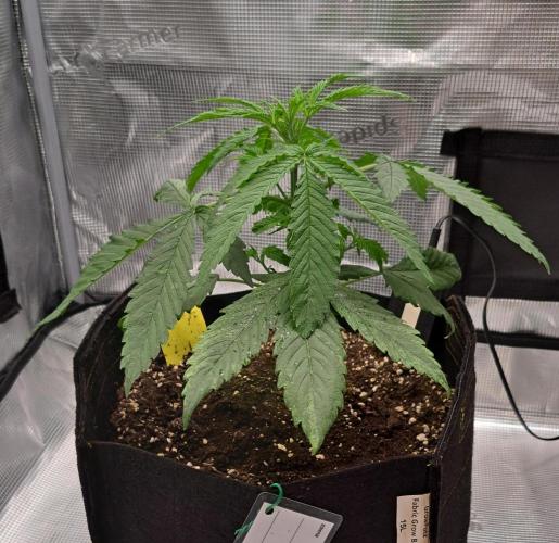 Red Velvet on Venus. Week 4 - Day 24