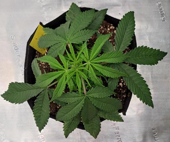 Red Velvet on Venus. Week 4 - Day 25