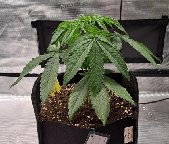 Red Velvet on Venus. Week 4 - Day 25