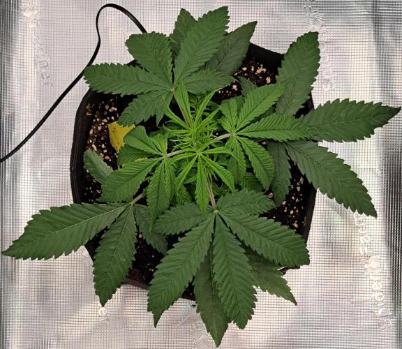 Red Velvet on Venus. Week 4 - Day 26
