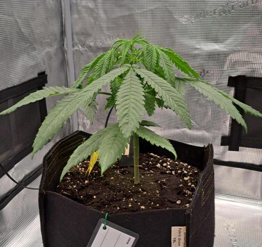 Red Velvet on Venus. Week 4 - Day 26