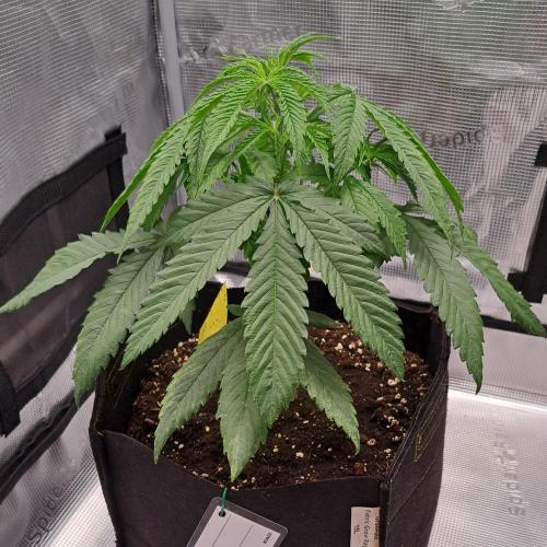 Red Velvet on Venus. Week 4 - Day 27
