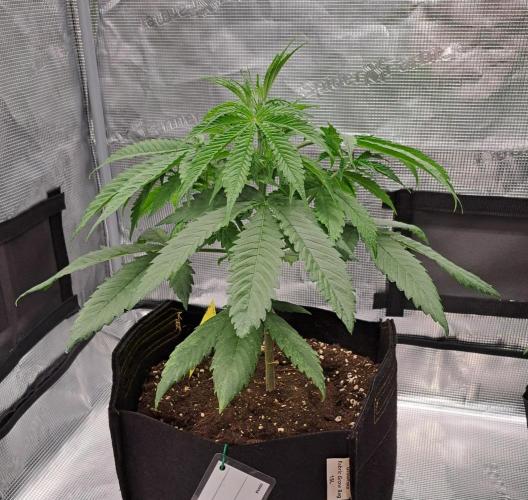 Red Velvet on Venus. Week 4 - Day 28