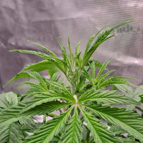 Red Velvet Auto. Week 4