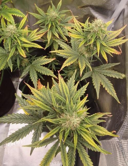 Gorilla with Z on Mars. Week 9 - Day 57