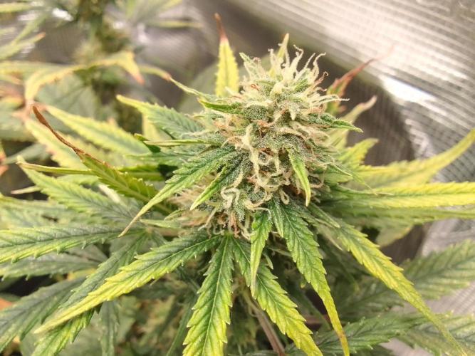 Gorilla with Z on Mars. Week 9 - Day 57