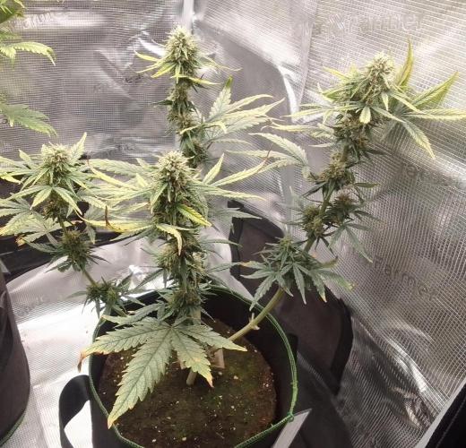 Gorilla with Z on Mars. Week 9 - Day 60