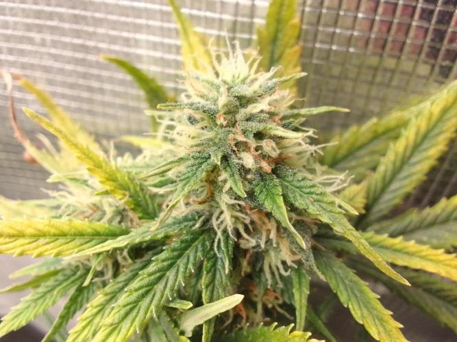 Gorilla with Z on Mars. Week 9 - Day 60