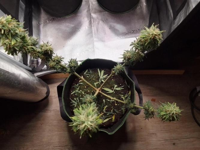 Gorilla with Z on Mars. Week 9 - Day 63