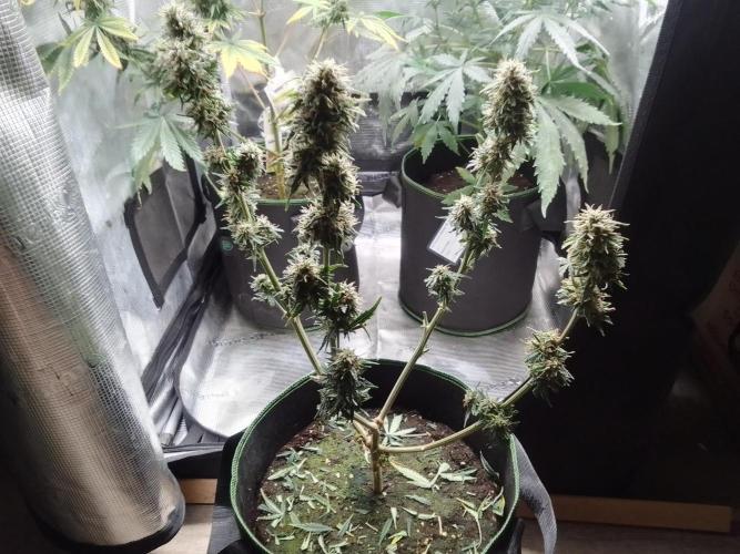 Gorilla with Z on Mars. Week 9 - Day 63
