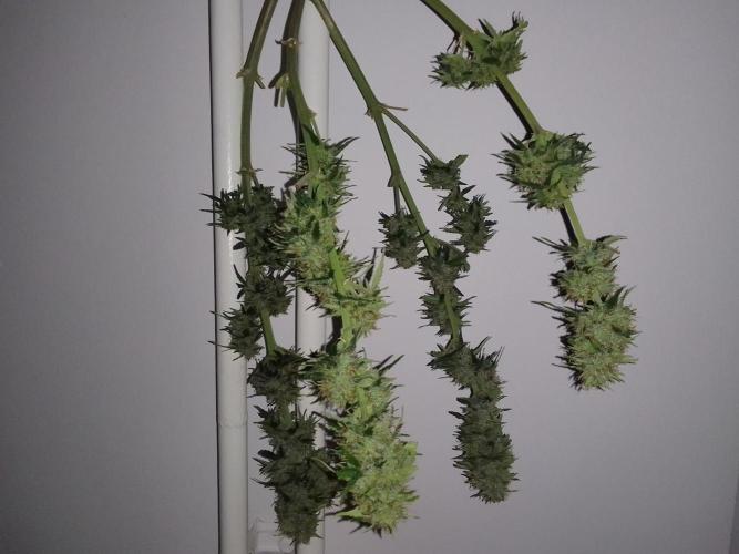 Gorilla with Z on Mars. Week 9 - Day 63