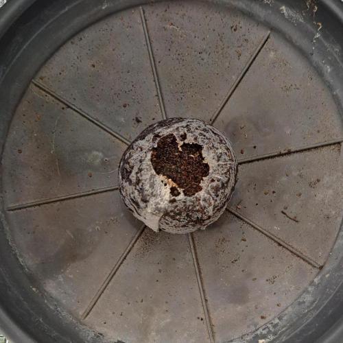 Banana on the Roots for Saturn. Week 0 - Day 0