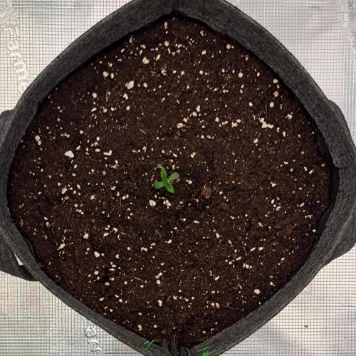 Banana on the Roots for Saturn. Week 1 - Day 3