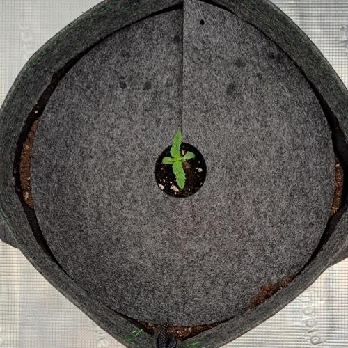 Banana on the Roots for Saturn. Week 1 - Day 5