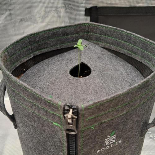 Banana on the Roots for Saturn. Week 1 - Day 5