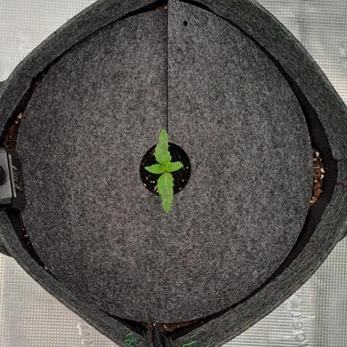 Banana on the Roots for Saturn. Week 1 - Day 7