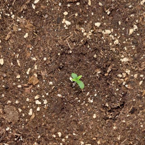 Purple Bananas spotted on Mars. Week 1 - Day 1