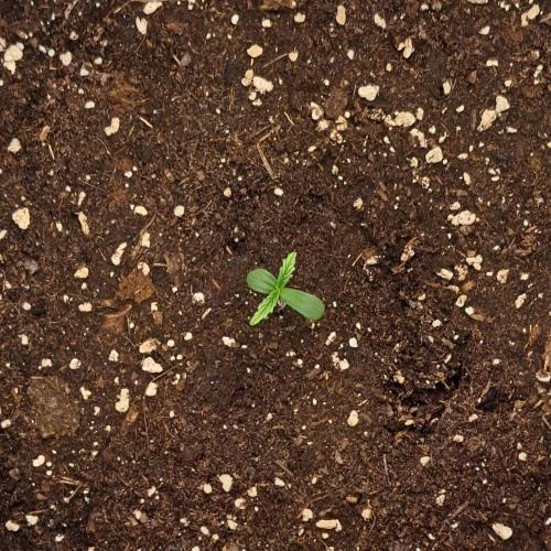 Purple Bananas spotted on Mars. Week 1 - Day 2