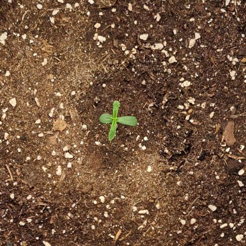 Purple Bananas spotted on Mars. Week 1 - Day 3