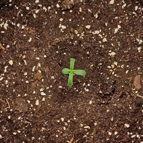 Purple Bananas spotted on Mars. Week 1 - Day 4
