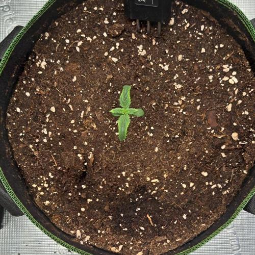 Purple Bananas spotted on Mars. Week 1 - Day 6